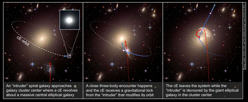 This schematic illustrates the creation of a runaway galaxy. In the first panel, an "intruder" spiral galaxy approaches a galaxy cluster center, where a compact elliptical galaxy (cE) already revolves around a massive central elliptical galaxy. In the second panel, a close encounter occurs and the compact elliptical receives a gravitational kick from the intruder. In the third panel, the compact elliptical escapes the galaxy cluster while the intruder is devoured by the giant elliptical galaxy in the cluster center.